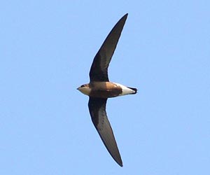 Ураацай (Ойн моринураацай)